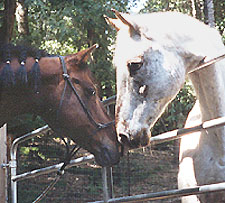 angel and sadat's first sniff